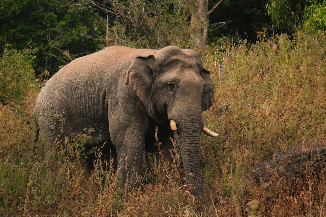 The Brooklyn Bridge was proof-tested by 21 elephants