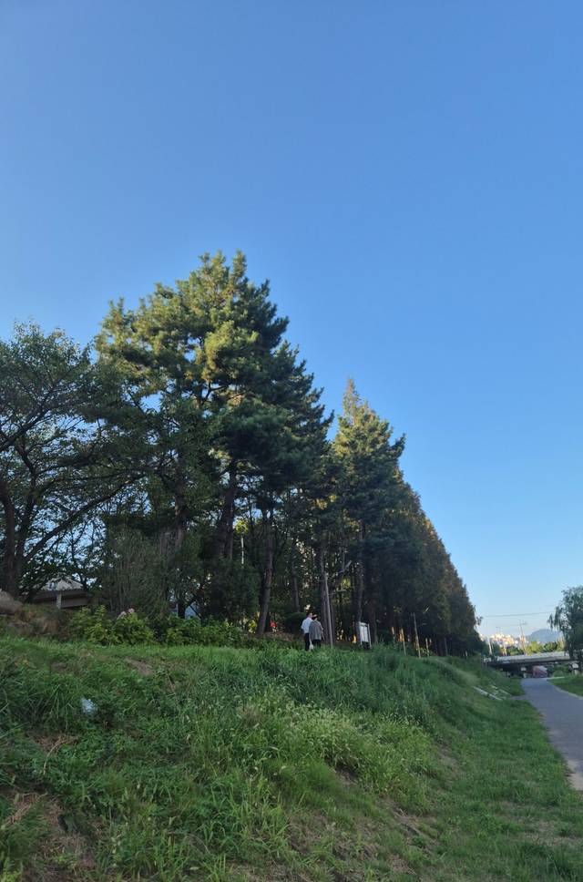 대청천 산책로