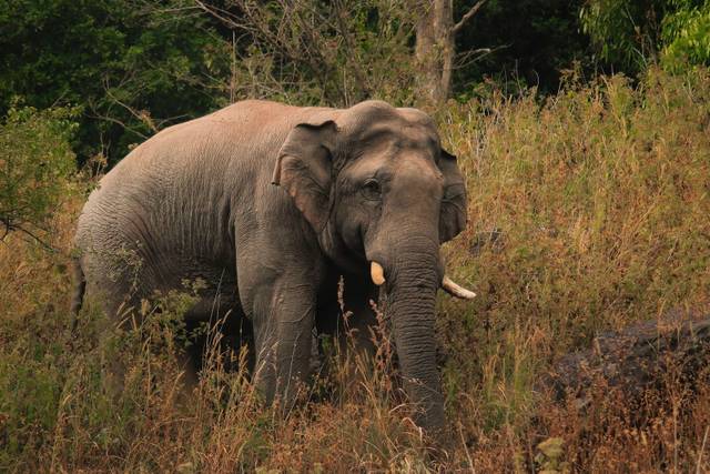 The Brooklyn Bridge was proof-tested by 21 elephants